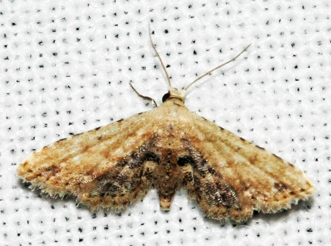 Name of this moth? - Araeopteron ecphaea
